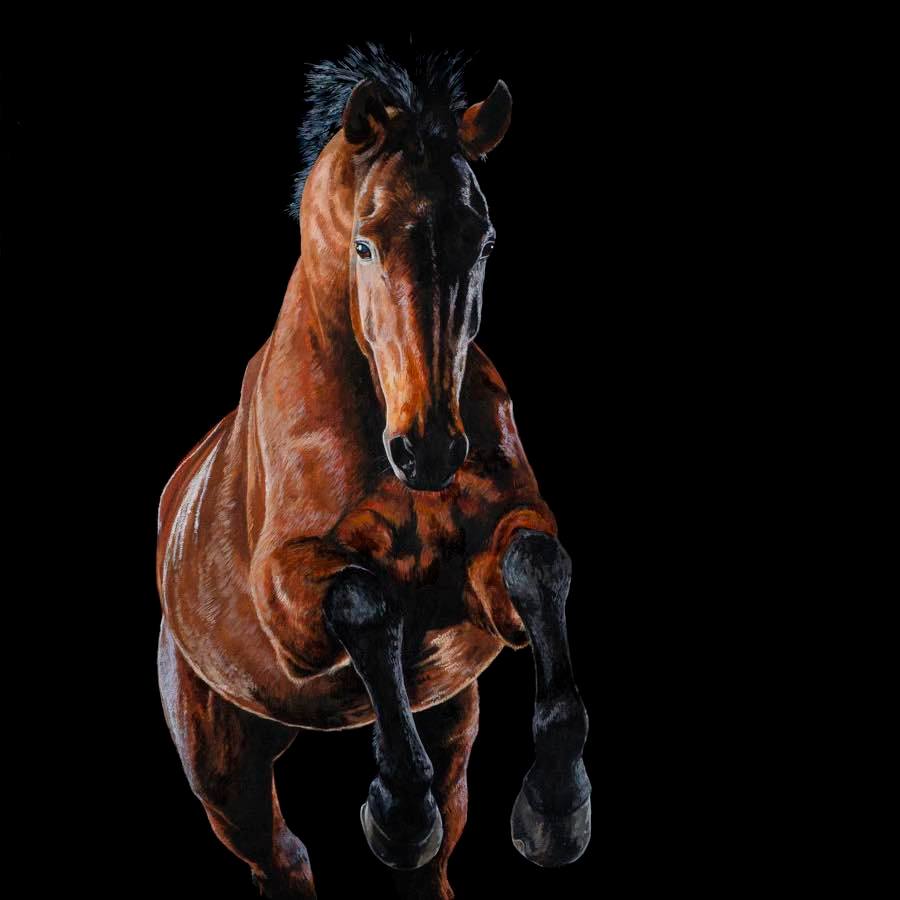 @Tony O Connor - Equine Art